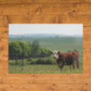 Suche nach niedliche kuh poster Natur