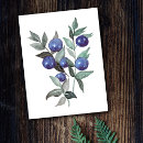 Suche nach obstbäume postkarten Natur