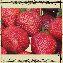 Suche nach produktion postkarten Obst