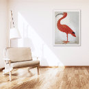 Suche nach florida vogel poster Exotisch