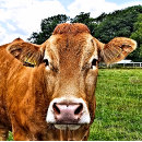 Suche nach cow puzzle Niedlich