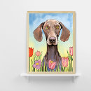Suche nach weimaraner hund poster Kaninchen
