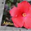 Suche nach hawaiische blumen postkarten Rosa