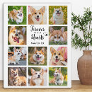 Suche nach hunde fotoplatten Für haustiere