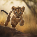 Suche nach entspannung puzzle Natur