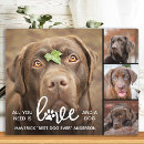 Suche nach hunde fotoplatten Hundemutter