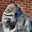 Suche nach lustiger gorilla poster Lustige tiere