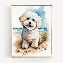 Suche nach bichon frises poster Bichonfrische