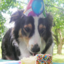 Suche nach lustige englische karten Für alle