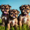 Suche nach brüssel griffon tassen Gänse