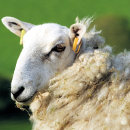 Suche nach schuh fliesen Tiere