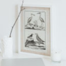 Suche nach ibis poster Vogelbeobachtung