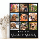 Suche nach hunde beileid fotoplatten Foto collage