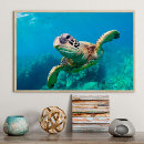 Suche nach korallenriff poster Schildkröten