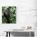 Suche nach roter schwanz poster Raubvogel