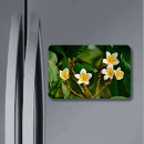 Suche nach frangipani magnete Blume