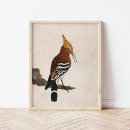 Suche nach vogelbilder poster Ornithologie