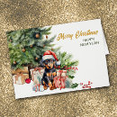 Suche nach roter dobermann karten Welpe