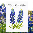 Suche nach texas bluebonnet postkarten Lupine