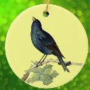 Suche nach schwarze vögel ornamente Krähe