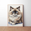 Suche nach ragdoll katzen poster Lumpenkatze