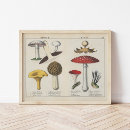 Suche nach fungi poster Pflanze