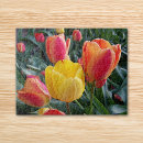 Suche nach rote tulpen puzzle Frühling
