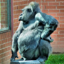 Suche nach lustige gorillas karten Tiere