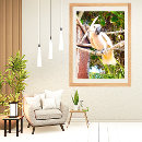 Suche nach papagei poster Fotografie