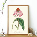 Suche nach echinacea poster Botanisch
