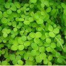 Suche nach kleeblatt geschenkpapier Grün