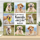 Suche nach hunde beileid fotoplatten Für alle