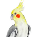 Suche nach cockatiel aufkleber Vögel