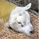 Suche nach mutterschaf geschenkpapier Niedlich