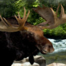 Suche nach geweih leinwandbilder Wild