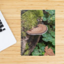 Suche nach pilze kleine notizbücher Jede person