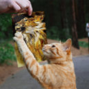 Suche nach großkatzen poster Tier