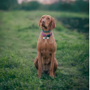 Suche nach lustige hundemarken Welpe