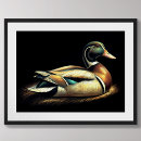 Suche nach duck poster Mallard