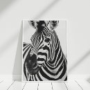Suche nach zebra foto poster Zebradruck