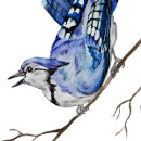 Suche nach blaues jay aufkleber Natur