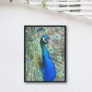 Suche nach exotischer vogel poster Pfau