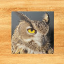 Suche nach eagle fliesen Raptor