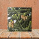 Suche nach monkey fliesen Für alle