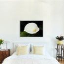 Suche nach calla poster Lilien