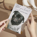 Suche nach hundefreund postkarten Gäste