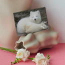 Suche nach weißer fuchs karten Jede person