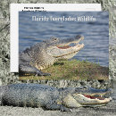 Suche nach amerikanischer alligator postkarten Alligatoren