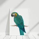 Suche nach macaw poster Tierwelt