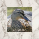 Suche nach vogel foto fliesen Jede person